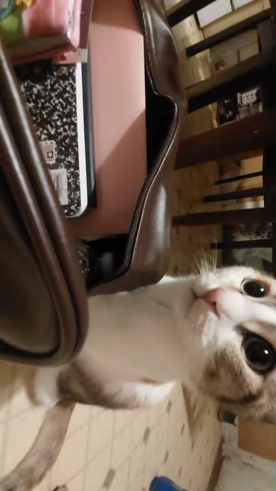 Photo portée d'un grand sac de cours femme très confortable